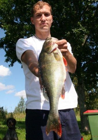 Kapitaler Barsch aus den Östra Silen Kapitaler Barsch aus den Östra Silen